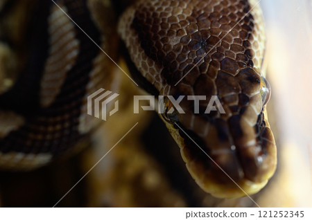 Tuna rolling snake Tuna rolling snake 121252345