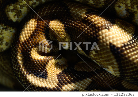 Tuna rolling snake Tuna rolling snake 121252362