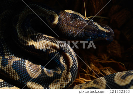 金槍魚滾蛇 121252363