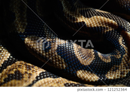 Tuna rolling snake 121252364