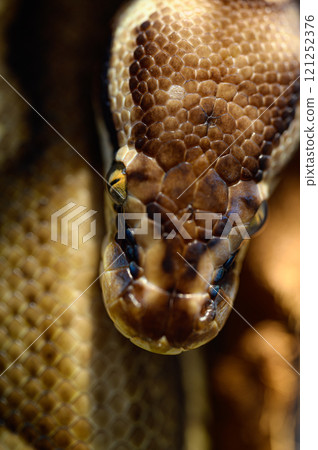 金槍魚滾蛇 121252376