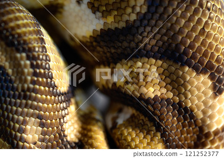 Tuna rolling snake Tuna rolling snake 121252377