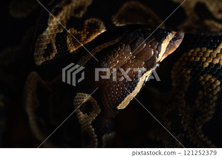 金槍魚滾蛇 121252379