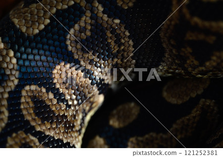 Tuna rolling snake Tuna rolling snake 121252381