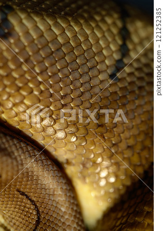 金槍魚滾蛇 121252385