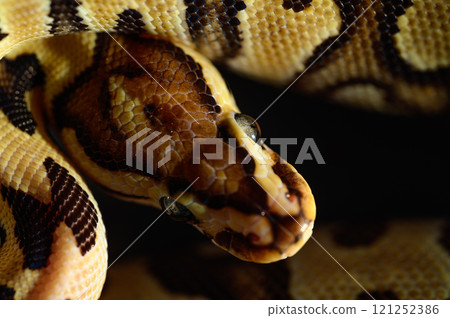 金槍魚滾蛇 121252386