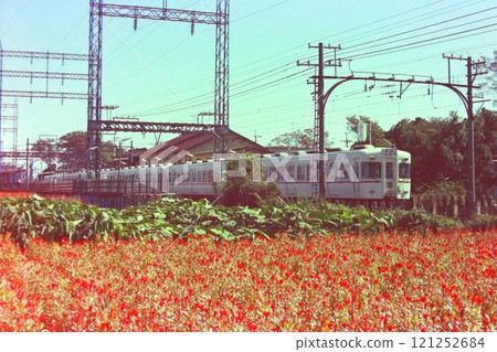 盛開的花田和六輛京王5000系列車廂5860-5710,武藏野台站,1976年10月29日 盛開的花田和六輛京王5000系列車廂5860-5710,武藏野台站,1976年10月29日 121252684