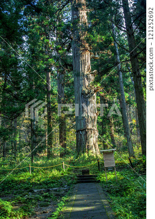 九頭獅子草 121252692