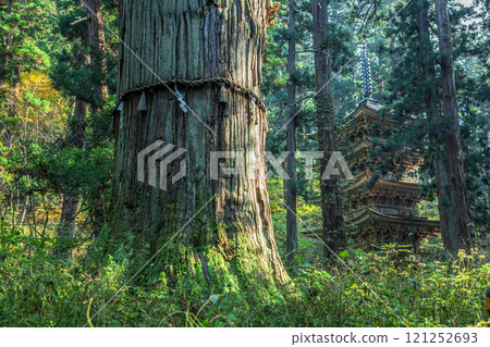 九頭獅子草 九頭獅子草 121252693