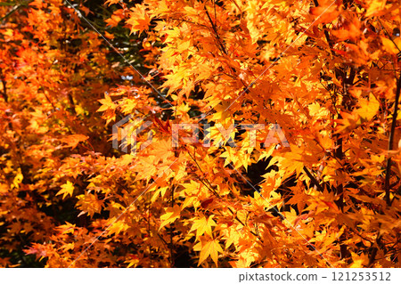 秋天的樹葉,楓樹,楓樹 秋天的樹葉,楓樹,楓樹 121253512