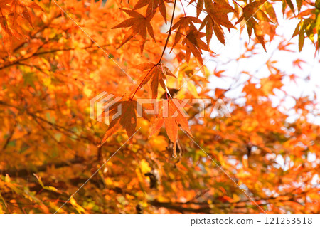Autumn leaves, maple, Japanese maple Autumn leaves, maple, Japanese maple 121253518