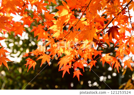 秋天的樹葉,楓樹,楓樹 秋天的樹葉,楓樹,楓樹 121253524