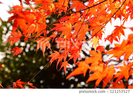 Autumn leaves, maple, Japanese maple 121253527