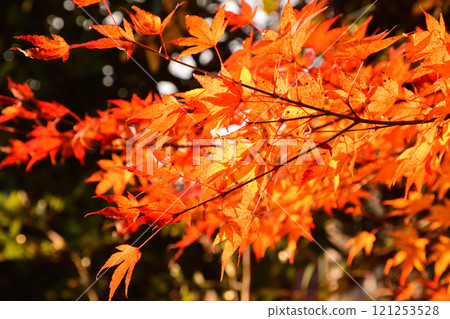 Autumn leaves, maple, Japanese maple 121253528