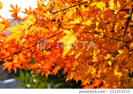 Autumn leaves, maple, Japanese maple Autumn leaves, maple, Japanese maple 121253533