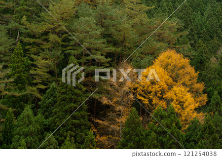 落葉松秋葉在綠雪松森林裡 121254038
