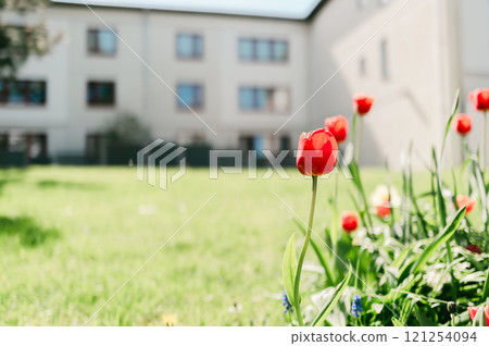 Red tulips blooming on the spring lawn Red tulips blooming on the spring lawn 121254094