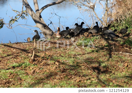 A flock of Eurasian coots and ducks resting and feeding on the bank of the Motoarakawa River near Hasuda City, Saitama Prefecture in winter A flock of Eurasian coots and ducks resting and feeding on the bank of the Motoarakawa River near Hasuda City, Saitama Prefecture in winter 121254129