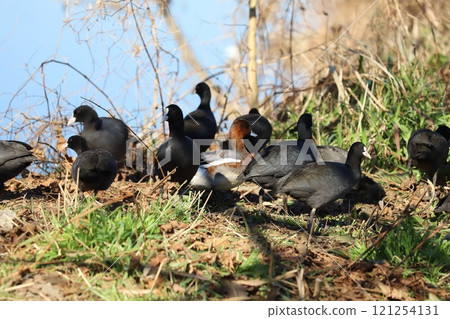 A flock of Eurasian coots and ducks resting and feeding on the bank of the Motoarakawa River near Hasuda City, Saitama Prefecture in winter 121254131