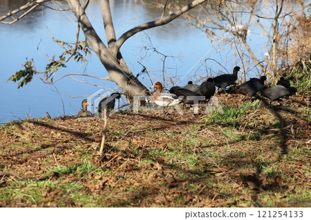 A flock of Eurasian coots and ducks resting and feeding on the bank of the Motoarakawa River near Hasuda City, Saitama Prefecture in winter 121254133