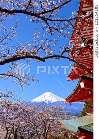 Five-story pagoda surrounded by cherry blossoms 121254195