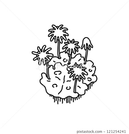 Marchantia polymorpha female line drawing 121254241