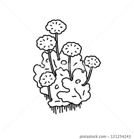 地錢雄性植物線描 121254243