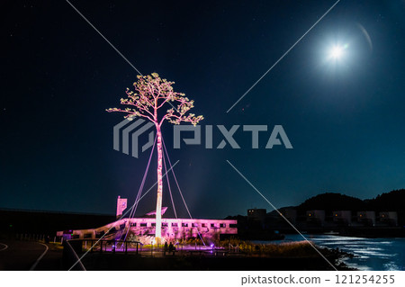 岩手三陸，一棵被燈光照亮的神奇松樹 121254255