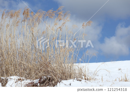 枯萎的蒲葦在雪地上搖曳 121254318