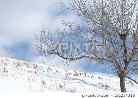 A tree growing on a snowy slope A tree growing on a snowy slope 121254319