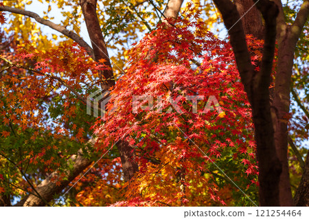 上海公園裡的紅色楓葉 121254464