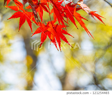 上海公園裡的紅色楓葉 121254465