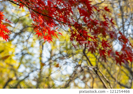 上海公園裡的紅色楓葉 121254466