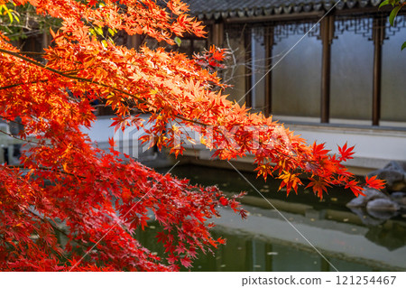 上海公園裡的紅色楓葉 上海公園裡的紅色楓葉 121254467