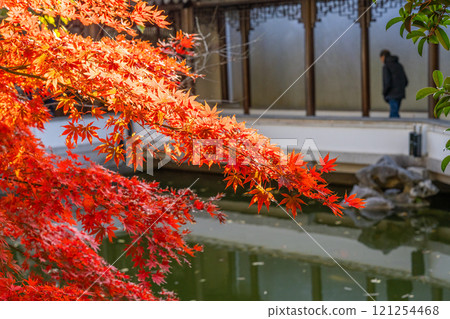 上海公園裡的紅色楓葉 121254468