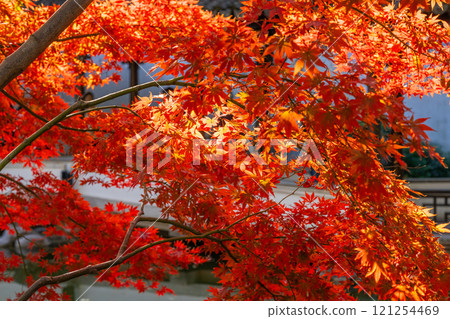 上海公園裡的紅色楓葉 上海公園裡的紅色楓葉 121254469
