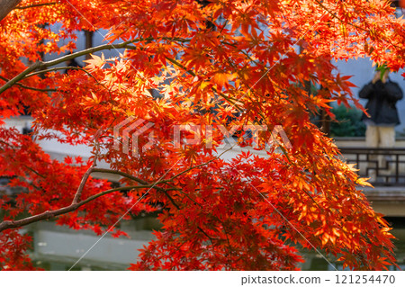 Red maple leaves in Shanghai park Red maple leaves in Shanghai park 121254470