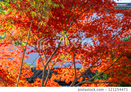 Red maple leaves in Shanghai park Red maple leaves in Shanghai park 121254471