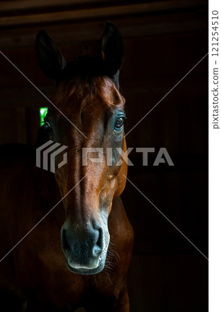 Horse peeking out from stable Horse peeking out from stable 121254510
