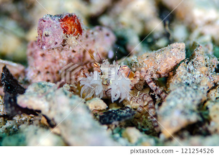 Angel crab, carrying eggs, Okinawa main island.2 121254526
