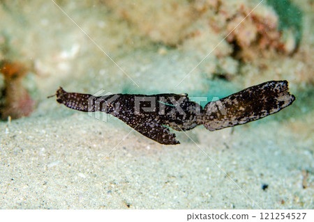 Razorfish, Okinawa main island.1 121254527