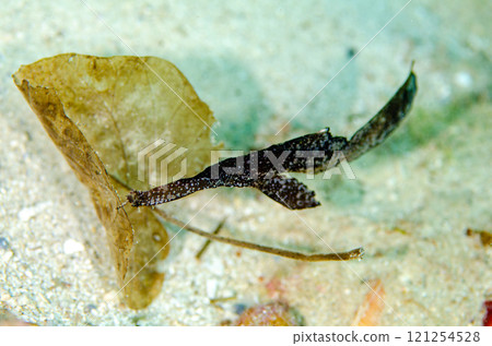 Razorfish, Okinawa main island.2 121254528