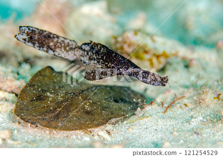 Razorfish, Okinawa main island.3 121254529