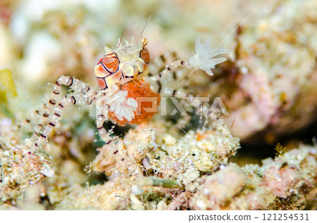 金爪蟹，正在孵化的蛋，沖繩本島.4 121254531