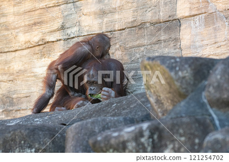 猩猩父母與孩子擁抱 121254702