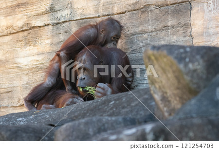 Orangutan mother and child snuggling together 121254703