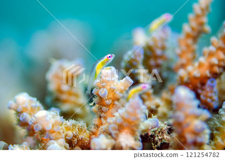 紅蝦虎魚宏沖繩本島.6 紅蝦虎魚宏沖繩本島.6 121254782