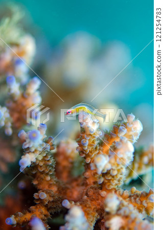 Akame goby macro Okinawa main island.5 Akame goby macro Okinawa main island.5 121254783