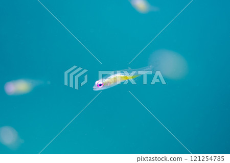 紅蝦虎魚宏沖繩主島.2 121254785