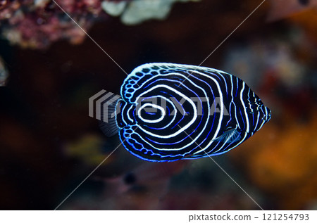 Vertical striped angelfish, juvenile, whirlpool, Okinawa main island.2 121254793